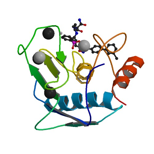 MMP12 protease
